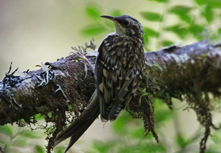 Brown creeper